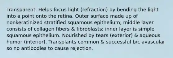 Transparent. Helps focus light (refraction) by bending the light into a point onto the retina. Outer surface made up of nonkeratinized stratified squamous epithelium; middle layer consists of collagen fibers & fibroblasts; inner layer is simple squamous epithelium. Nourished by tears (exterior) & aqueous humor (interior). Transplants common & successful b/c avascular so no antibodies to cause rejection.