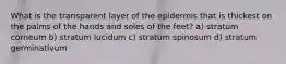 What is the transparent layer of the epidermis that is thickest on the palms of the hands and soles of the feet? a) stratum corneum b) stratum lucidum c) stratum spinosum d) stratum germinativum