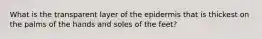 What is the transparent layer of the epidermis that is thickest on the palms of the hands and soles of the feet?