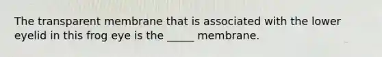 The transparent membrane that is associated with the lower eyelid in this frog eye is the _____ membrane.