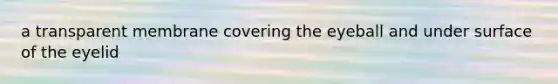 a transparent membrane covering the eyeball and under surface of the eyelid