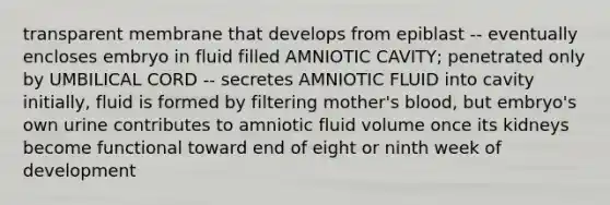 transparent membrane that develops from epiblast -- eventually encloses embryo in fluid filled AMNIOTIC CAVITY; penetrated only by UMBILICAL CORD -- secretes AMNIOTIC FLUID into cavity initially, fluid is formed by filtering mother's blood, but embryo's own urine contributes to amniotic fluid volume once its kidneys become functional toward end of eight or ninth week of development