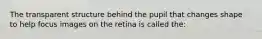 The transparent structure behind the pupil that changes shape to help focus images on the retina is called the: