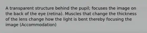 A transparent structure behind the pupil; focuses the image on the back of the eye (retina). Muscles that change the thickness of the lens change how the light is bent thereby focusing the image (Accommodation)