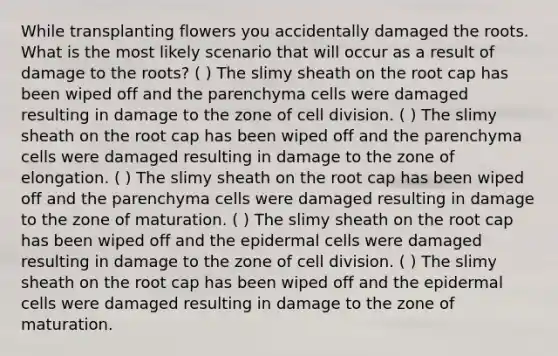 While transplanting flowers you accidentally damaged the roots. What is the most likely scenario that will occur as a result of damage to the roots? ( ) The slimy sheath on the root cap has been wiped off and the parenchyma cells were damaged resulting in damage to the zone of <a href='https://www.questionai.com/knowledge/kjHVAH8Me4-cell-division' class='anchor-knowledge'>cell division</a>. ( ) The slimy sheath on the root cap has been wiped off and the parenchyma cells were damaged resulting in damage to the zone of elongation. ( ) The slimy sheath on the root cap has been wiped off and the parenchyma cells were damaged resulting in damage to the zone of maturation. ( ) The slimy sheath on the root cap has been wiped off and the epidermal cells were damaged resulting in damage to the zone of cell division. ( ) The slimy sheath on the root cap has been wiped off and the epidermal cells were damaged resulting in damage to the zone of maturation.