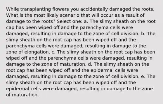 While transplanting flowers you accidentally damaged the roots. What is the most likely scenario that will occur as a result of damage to the roots? Select one: a. The slimy sheath on the root cap has been wiped off and the parenchyma cells were damaged, resulting in damage to the zone of cell division. b. The slimy sheath on the root cap has been wiped off and the parenchyma cells were damaged, resulting in damage to the zone of elongation. c. The slimy sheath on the root cap has been wiped off and the parenchyma cells were damaged, resulting in damage to the zone of maturation. d. The slimy sheath on the root cap has been wiped off and the epidermal cells were damaged, resulting in damage to the zone of cell division. e. The slimy sheath on the root cap has been wiped off and the epidermal cells were damaged, resulting in damage to the zone of maturation.