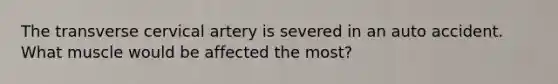 The transverse cervical artery is severed in an auto accident. What muscle would be affected the most?