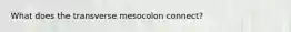 What does the transverse mesocolon connect?