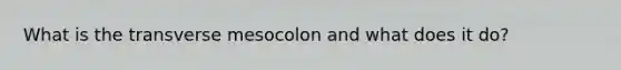 What is the transverse mesocolon and what does it do?