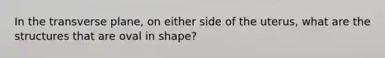 In the transverse plane, on either side of the uterus, what are the structures that are oval in shape?