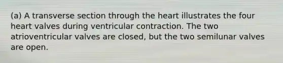 (a) A transverse section through <a href='https://www.questionai.com/knowledge/kya8ocqc6o-the-heart' class='anchor-knowledge'>the heart</a> illustrates the four heart valves during ventricular contraction. The two atrioventricular valves are closed, but the two semilunar valves are open.