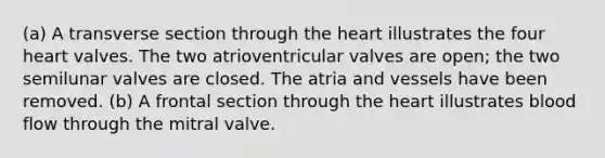 (a) A transverse section through the heart illustrates the four heart valves. The two atrioventricular valves are open; the two semilunar valves are closed. The atria and vessels have been removed. (b) A frontal section through the heart illustrates blood flow through the mitral valve.