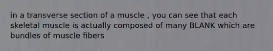 in a transverse section of a muscle , you can see that each skeletal muscle is actually composed of many BLANK which are bundles of muscle fibers