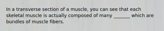 In a transverse section of a muscle, you can see that each skeletal muscle is actually composed of many _______ which are bundles of muscle fibers.