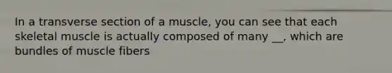 In a transverse section of a muscle, you can see that each skeletal muscle is actually composed of many __, which are bundles of muscle fibers