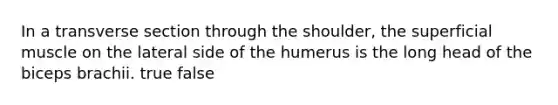 In a transverse section through the shoulder, the superficial muscle on the lateral side of the humerus is the long head of the biceps brachii. true false