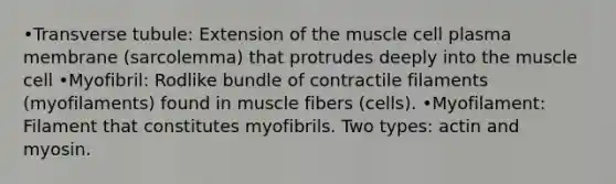 •Transverse tubule: Extension of the muscle cell plasma membrane (sarcolemma) that protrudes deeply into the muscle cell •Myofibril: Rodlike bundle of contractile filaments (myofilaments) found in muscle fibers (cells). •Myofilament: Filament that constitutes myofibrils. Two types: actin and myosin.