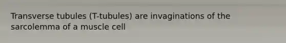 Transverse tubules (T-tubules) are invaginations of the sarcolemma of a muscle cell