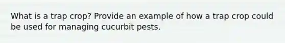 What is a trap crop? Provide an example of how a trap crop could be used for managing cucurbit pests.