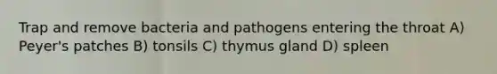 Trap and remove bacteria and pathogens entering the throat A) Peyer's patches B) tonsils C) thymus gland D) spleen