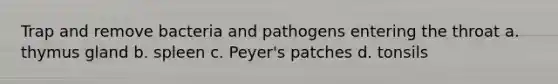 Trap and remove bacteria and pathogens entering the throat a. thymus gland b. spleen c. Peyer's patches d. tonsils