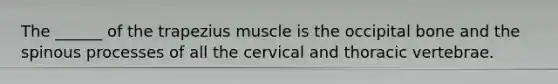 The ______ of the trapezius muscle is the occipital bone and the spinous processes of all the cervical and thoracic vertebrae.