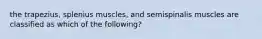 the trapezius, splenius muscles, and semispinalis muscles are classified as which of the following?