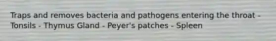 Traps and removes bacteria and pathogens entering the throat - Tonsils - Thymus Gland - Peyer's patches - Spleen