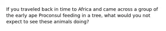 If you traveled back in time to Africa and came across a group of the early ape Proconsul feeding in a tree, what would you not expect to see these animals doing?