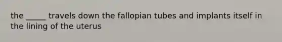 the _____ travels down the fallopian tubes and implants itself in the lining of the uterus