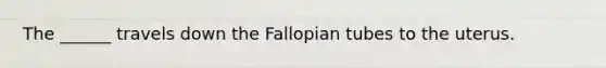 The ______ travels down the Fallopian tubes to the uterus.