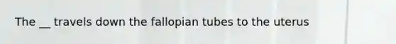 The __ travels down the fallopian tubes to the uterus