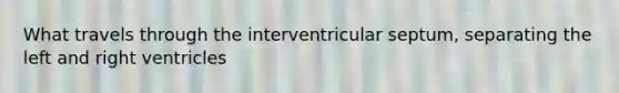 What travels through the interventricular septum, separating the left and right ventricles