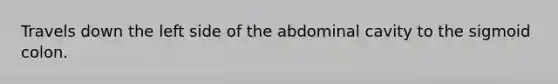 Travels down the left side of the abdominal cavity to the sigmoid colon.