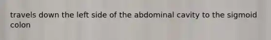 travels down the left side of the abdominal cavity to the sigmoid colon