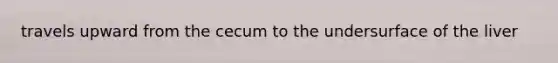 travels upward from the cecum to the undersurface of the liver