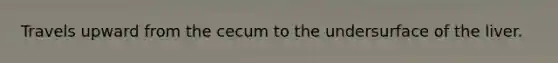 Travels upward from the cecum to the undersurface of the liver.