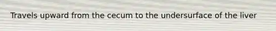 Travels upward from the cecum to the undersurface of the liver