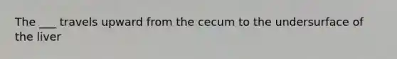 The ___ travels upward from the cecum to the undersurface of the liver