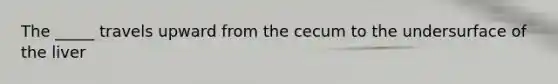 The _____ travels upward from the cecum to the undersurface of the liver