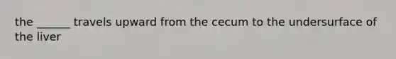 the ______ travels upward from the cecum to the undersurface of the liver