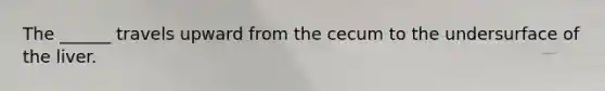 The ______ travels upward from the cecum to the undersurface of the liver.