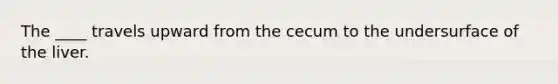 The ____ travels upward from the cecum to the undersurface of the liver.