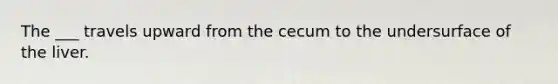 The ___ travels upward from the cecum to the undersurface of the liver.