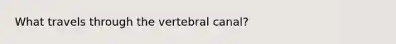 What travels through the vertebral canal?