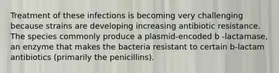 Treatment of these infections is becoming very challenging because strains are developing increasing antibiotic resistance. The species commonly produce a plasmid-encoded b -lactamase, an enzyme that makes the bacteria resistant to certain b-lactam antibiotics (primarily the penicillins).