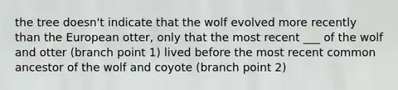 the tree doesn't indicate that the wolf evolved more recently than the European otter, only that the most recent ___ of the wolf and otter (branch point 1) lived before the most recent common ancestor of the wolf and coyote (branch point 2)