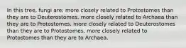 In this tree, fungi are: more closely related to Protostomes than they are to Deuterostomes. more closely related to Archaea than they are to Protostomes. more closely related to Deuterostomes than they are to Protostomes. more closely related to Protostomes than they are to Archaea.