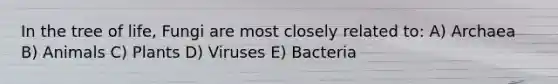 In the tree of life, Fungi are most closely related to: A) Archaea B) Animals C) Plants D) Viruses E) Bacteria