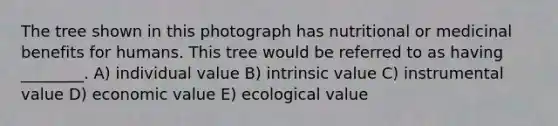 The tree shown in this photograph has nutritional or medicinal benefits for humans. This tree would be referred to as having ________. A) individual value B) intrinsic value C) instrumental value D) economic value E) ecological value